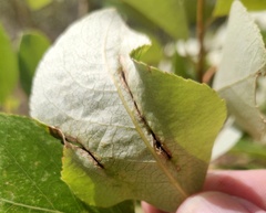 Thecabius populimonilis