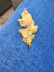 Quercus cerris