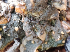 Aphaenogaster senilis