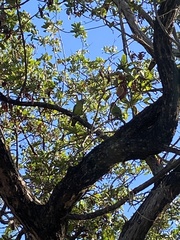 Eupsittula canicularis