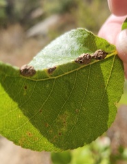 Thecabius populimonilis