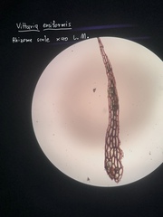 Haplopteris ensiformis