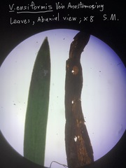 Haplopteris ensiformis