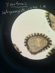 Haplopteris ensiformis