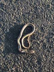 Coluber constrictor mormon