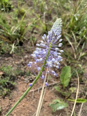 Merwilla plumbea
