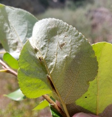 Thecabius populimonilis