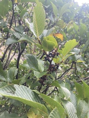 Rhamnus