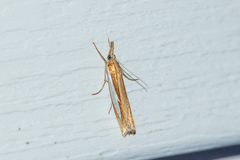 Crambus
