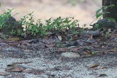 Dendronanthus indicus