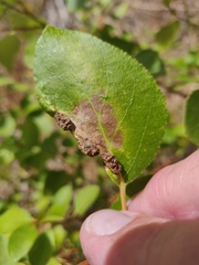Thecabius populimonilis