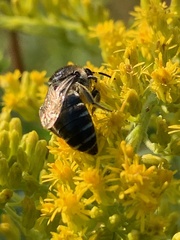 Colletes simulans