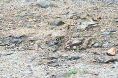 Dendronanthus indicus