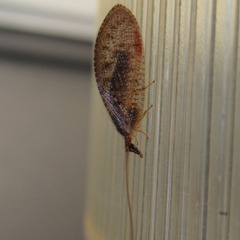 Hemerobius