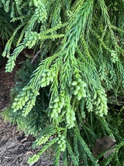 Cupressaceae