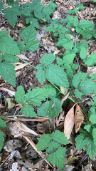Rubus ursinus