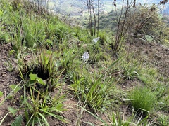Merwilla plumbea