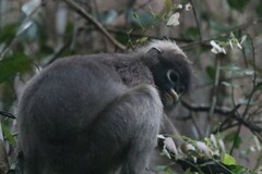 Trachypithecus obscurus
