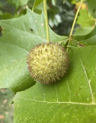 Platanus