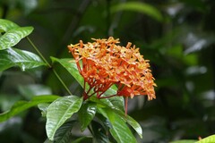 Ixora congesta