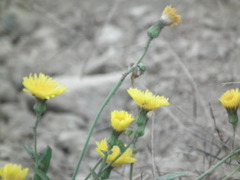 Sonchus brachyotus