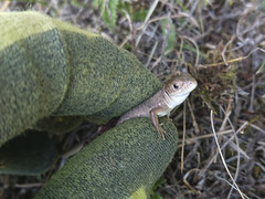Lacerta viridis