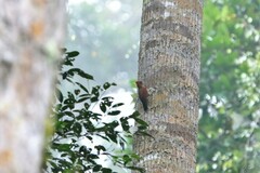 Chrysophlegma miniaceum