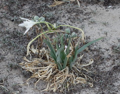 Pancratium maritimum
