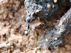 Aphaenogaster senilis