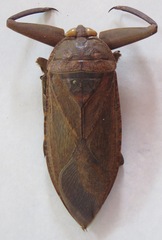 Lethocerus collosicus