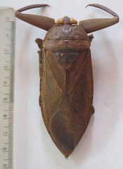 Lethocerus collosicus