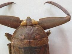 Lethocerus collosicus
