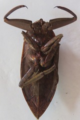 Lethocerus collosicus