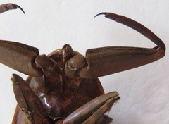 Lethocerus collosicus