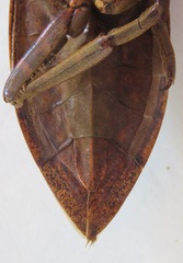 Lethocerus collosicus