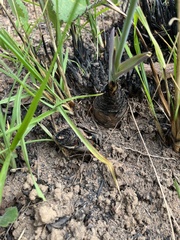 Merwilla plumbea