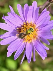 Augochlorella aurata