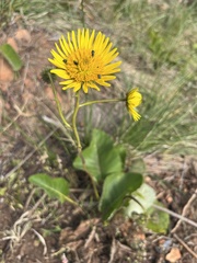 Berkheya speciosa