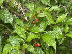 Psychotria nervosa