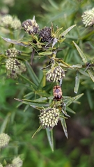 Cryptocephalus mutabilis