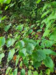 Amelanchier spicata