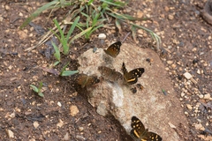 Anthanassa atronia