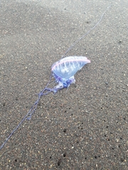 Physalia physalis