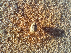 Dicranopalpus ramosus