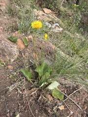 Berkheya speciosa