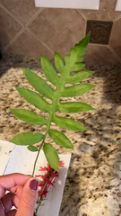 Woodwardia areolata