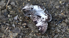 Chiomara georgina