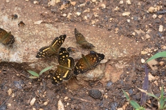 Anthanassa atronia