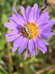Augochlorella aurata
