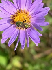Augochlorella aurata